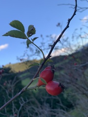 Rosa canina