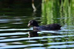 Fulica atra