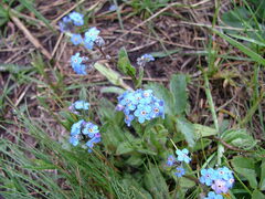 Myosotis asiatica