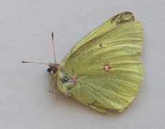 Colias gigantea