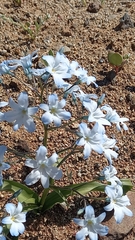 Zephyra