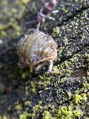 Aphidoidea