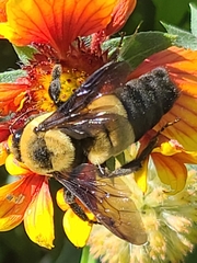 Bombus fraternus