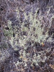 Castilleja grisea