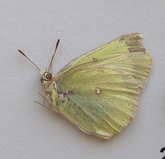 Colias gigantea