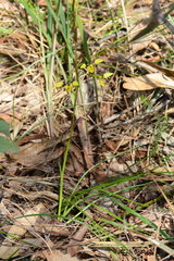 Diuris pardina × chryseopsis