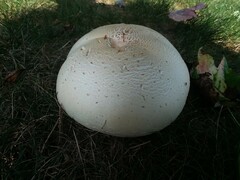 Agaricus crocodilinus