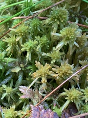 Sphagnum girgensohnii