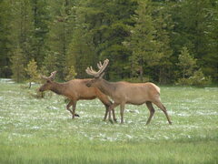 Cervus canadensis canadensis