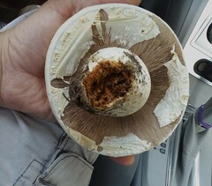Agaricus crocodilinus