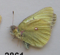 Colias gigantea