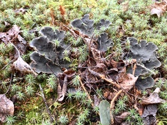Peltigera