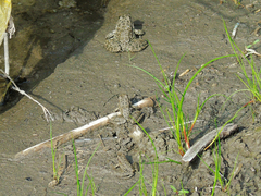 Pelophylax ridibundus