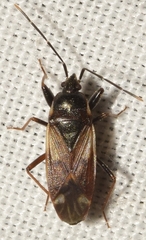 Eremocoris fenestratus