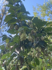 Humulus