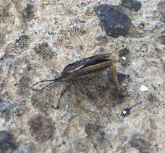 Anasa tristis