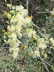Clematis vitalba