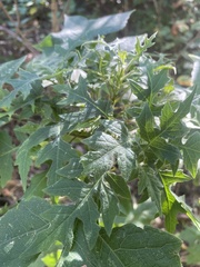 Polymnia canadensis