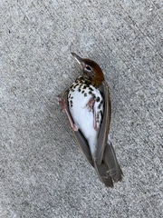 Hylocichla mustelina