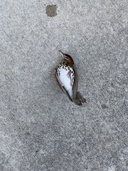 Hylocichla mustelina