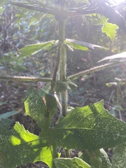 Polymnia canadensis