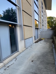 Hylocichla mustelina