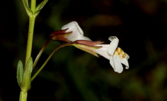Mimulus gracilis