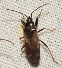 Eremocoris fenestratus