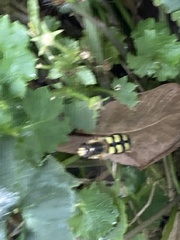 Eupeodes corollae
