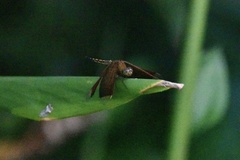 Neurothemis taiwanensis