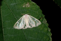 Carriola seminsula