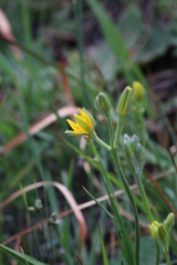 Hypoxis filiformis