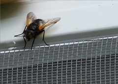 Mesembrina meridiana