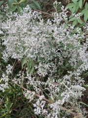 Eupatorium serotinum