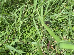 Psichotoe duvaucelii