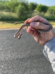 Pantherophis emoryi