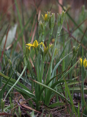 Hypoxis filiformis