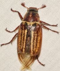 Anoxia australis