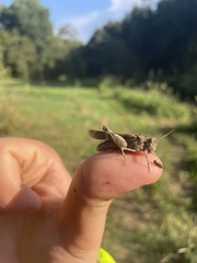 Oedipodinae