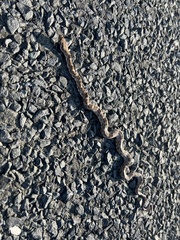 Pantherophis emoryi