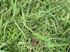 Psichotoe duvaucelii