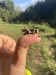Oedipodinae