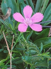 Dianthus deltoides