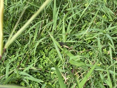 Psichotoe duvaucelii