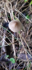 Mycena cystidiosa