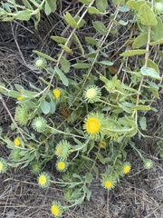 Grindelia nuda