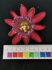 Passiflora alata