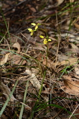 Diuris pardina × chryseopsis