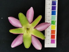 Passiflora alata