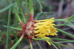 Isopogon ceratophyllus
